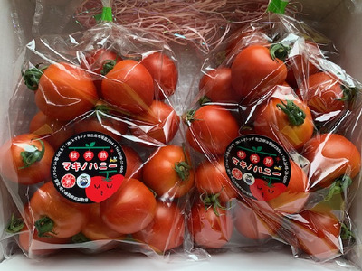 026-1　枝完熟マキノハニー