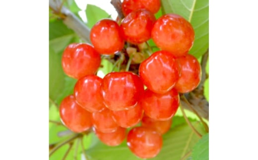 A-117【2025年6月から発送予定】さくらんぼ食べ比べセット 500g＜さくらんぼ2種入り　各250g＞　先行予約　さくらんぼ