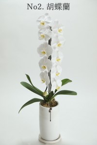 季節ごとに届く、えらべるお花　Mサイズ（4回お届け）