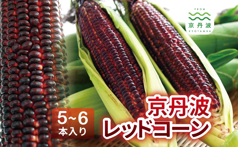 京丹波レッドコーン 5～6本入り 大和ルージュ 京都 丹波 大粒 とうもろこし スイートコーン 高糖度 ※北海道・沖縄・その他離島への配送不可 [012NM002]