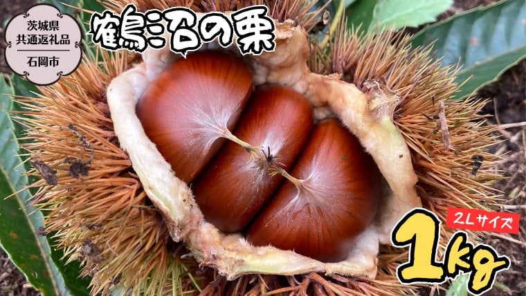 
            【2025年9月上旬発送開始】鶴沼 の 栗 1kg (茨城県共通返礼品／石岡市) 和栗 国産栗 くり 栗 生栗 オーガニック肥料 果じゅまる園 先行予約 [DQ001sa]
          