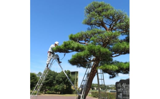 
庭木の手入れ＜矢吹町及び周辺地域＞【1462949】
