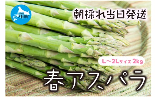 【2025年春発送】北海道上ノ国町産 わかさ農園の朝採れ春アスパラ　L～2L（2㎏）