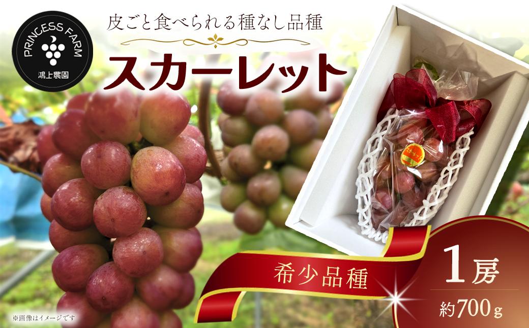 
                  種なし赤ぶどう スカーレット（1房・約700g）　愛媛県西条市 【8月下旬～10月発送】 【先行予約】 ｜ ぶどう 新品種 スカーレット 赤ぶどう 完熟 種なしぶどう フルーツ 果物 農家直送 送料無料【オンライン決済限定】
                