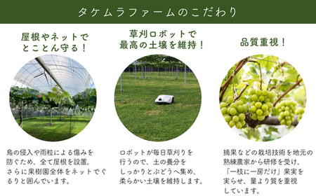 TK31-26A 【先行予約】 ぶどう2種セット（ナガノパープル・クイーンルージュ®） 約2kg ／ 2026年9月中旬～10月頃 配送予定 // 長野県 南信州 種なし 葡萄 セット ナガノパープル