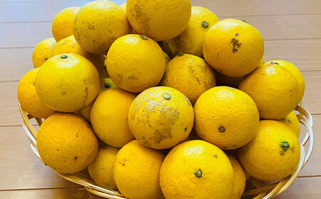 【希少フルーツ】【露地栽培】湘南ゴールド(家庭用)　3kg　2026年3月下旬頃～4月中旬頃発送予定 | 湯河原町 3kg 地域特産品 露地栽培 熟成 柑橘類 フレッシュ