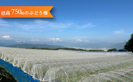 【鐘美館】標高750mで育ったクリスマスシャインマスカット1キロ以上（2～3房） ※2025年12月22日発送
