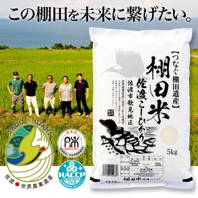 ふるさと納税 佐渡市 棚田米 佐渡こしひかり 佐渡市歌見地区　精米　5kg