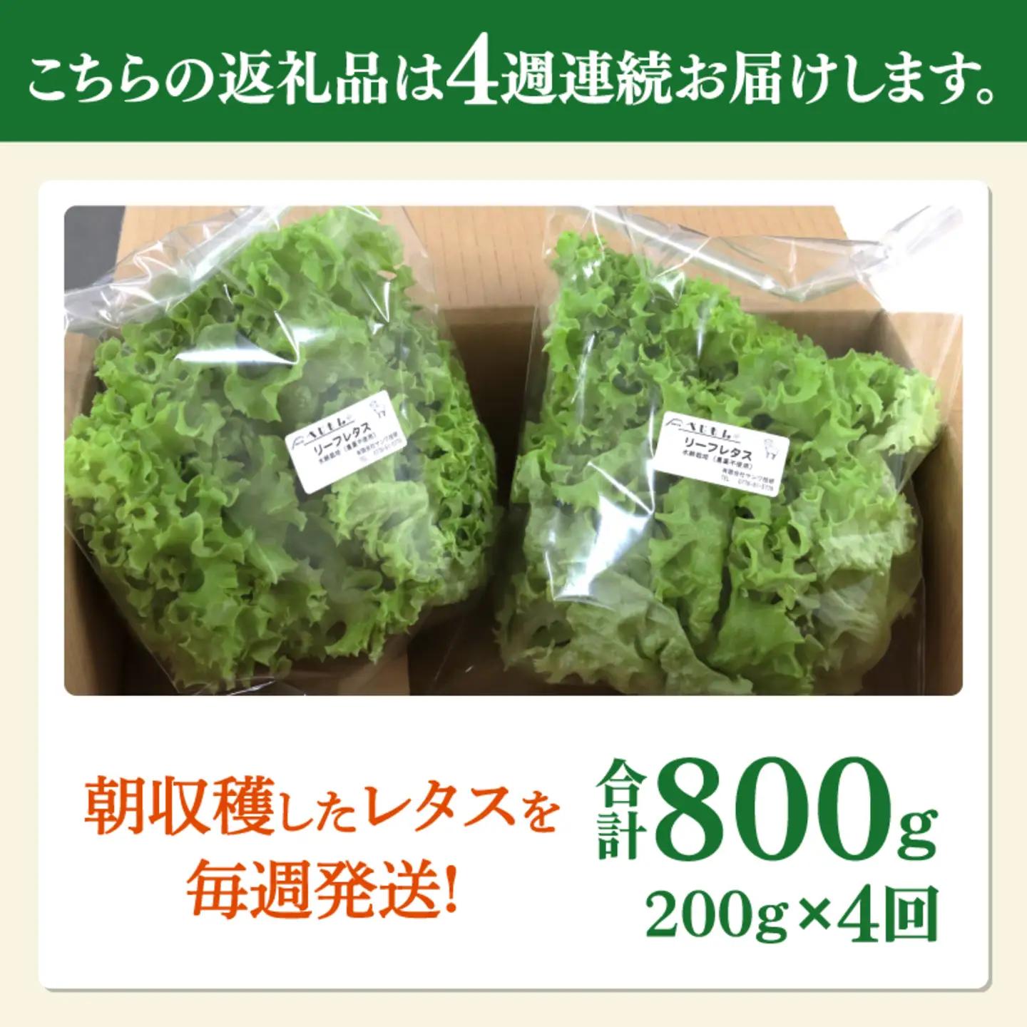 【定期便】4週連続お届け！採れたてフレッシュな無農薬リーフレタス（合計800g）野菜 葉っぱ