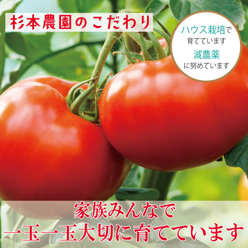 【訳あり】 【2027年1月発送】 トマト 3kg 桃太郎 先行予約  甘い 野菜 やさい 国産 産地直送 数量限定 旬 桃太郎トマト 生野菜 新鮮 ソース 調味料 ケチャップ サラダ 美容 新鮮 健
