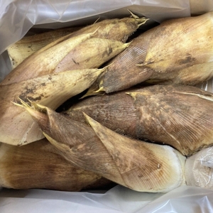 京都山城産 朝掘りたけのこ 2kg (4月発送) 【 たけのこ 】