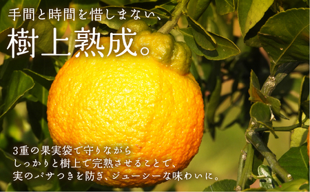 ≪先行予約≫ 完熟しらぬい『甘熟デコ』厳選プレミアム　黒の化粧箱（大）2kg 柑橘柑橘柑橘柑橘柑橘柑橘