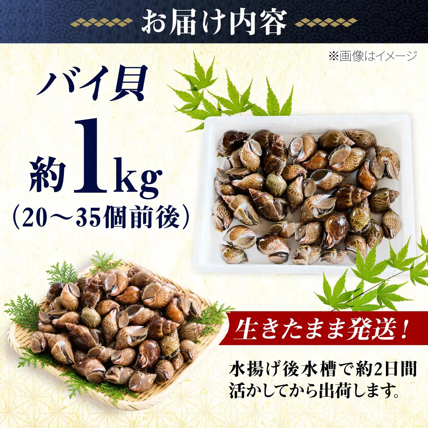 【先行予約】【2026年4月以降順次発送】豊前海産 バイ貝 1kg (20-35個前後) バイガイ 貝 カイ [ABCB004] 