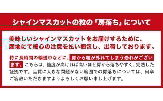 厳選 シャインマスカット 約2kg 3〜5房《2025年9月上旬-11月中旬頃に出荷予定》 ぶどう 種なし ぶどう 岡山 ぶどう 先行予約 ぶどう シャインマスカット 大粒 シャインマスカット 晴王 