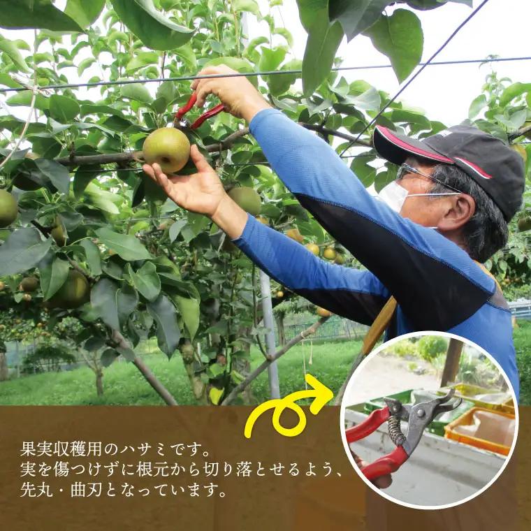 梨 新高 5kg 先行予約 2026年発送 仁平果樹園 益子町産 DB004
