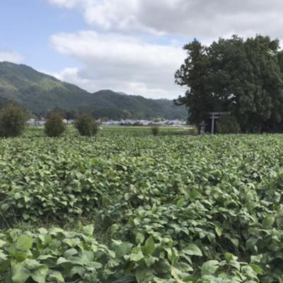 ふるさと納税 丹波篠山市 農家の手作り　黒豆みそ500g×4パック |  | 01