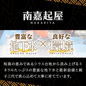 【0085705a】＜おためし＞大隅産鰻の冷凍弁当(冷凍品)(1食分・計240g タレ、山椒付) うなぎ 高級 ウナギ 鰻 うなぎの蒲焼 蒲焼 国産 ごはん ご飯 お米 おかず 鹿児島 ふるさと レン