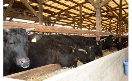 熊本県産 A5等級 和王 うでスライス 400g 牛肉 ウデ肉