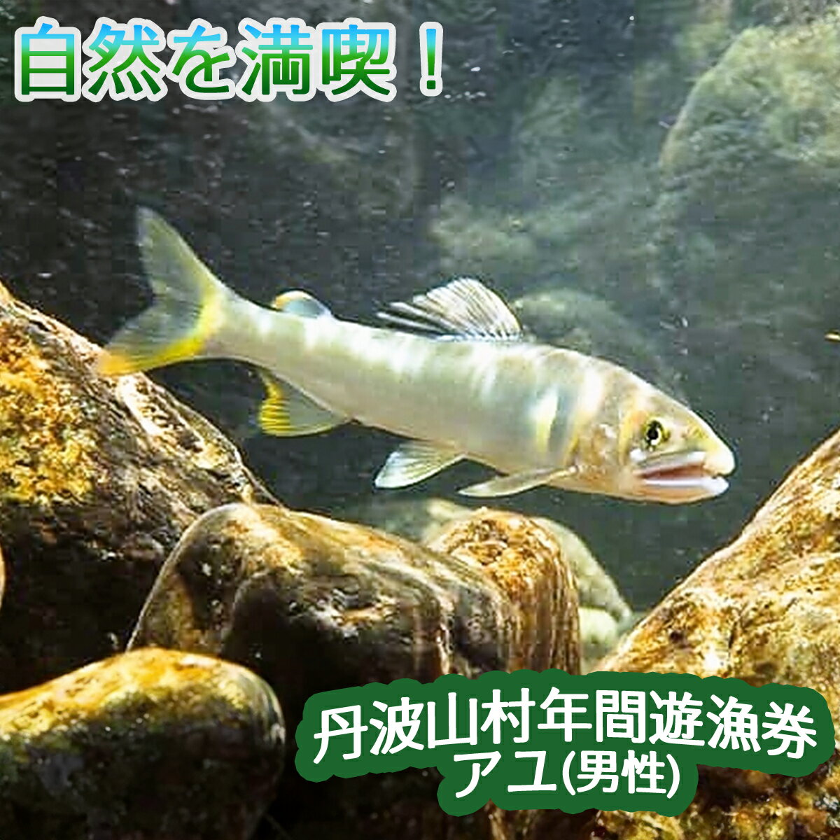 【ふるさと納税】【2025年分】年間遊漁券 アユ釣り 男性