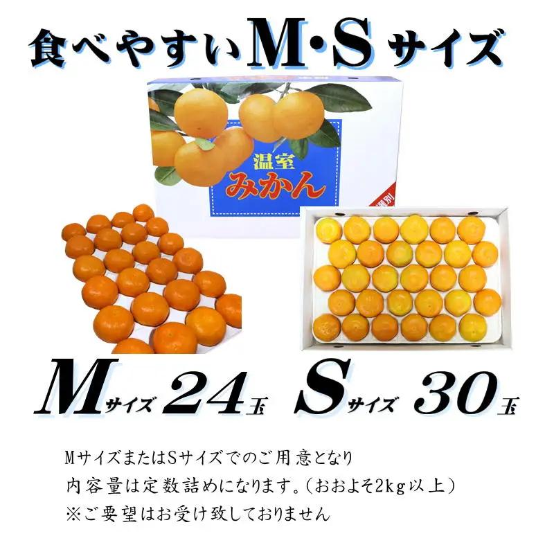 【2026年7月中旬頃から順次発送】ハウスみかん 愛媛 秀品 おすすめ 人気 ギフト みかん JA 愛媛県 松山市 柑橘 くだもの ハウスみかん ミカン果汁 デザート 愛媛みかん 柑橘類 カンキツ か