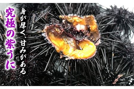壱岐産 紫うに 100g《壱岐市》【壱岐島　玄海屋】[JBS026] ウニ 紫ウニ ムラサキウニ うに 雲丹 海産物 海鮮 珍味 パック かきおとし 33000 33000円  冷蔵配送 九州