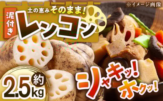 【先行予約】【2026年1月初旬より順次発送】 泥付き レンコン 約2.5kg 愛媛県大洲市/沢井青果[AGBN021] 先行予約 レンコン 蓮根 蓮 料理 簡単 野菜 やさい 新鮮野菜 愛媛県産 大洲市産 産地直送 おすすめ 人気 お取り寄せ 送料無料 贈答 ギフト