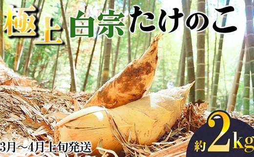 【先行受付】《限定数量》極上 白宗たけのこ 2kg予約 3月〜4月上旬発送 熊本県 南関町産 春 筍