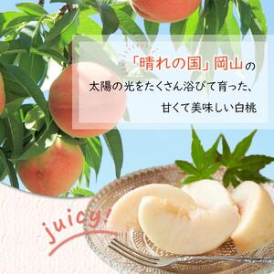 2026年 先行予約 岡山県産  白 桃   エース 約1kg（4～6玉）｜ 桃