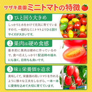 【 定期便 4回 】ミニトマト アイコ 約 3kg サザキ農園 | 野菜 やさい トマト とまと ミニトマト アイコ 熊本県 玉名市 生産量 日本一 玉名市 !!