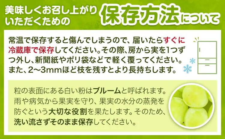 完熟 シャインマスカット 約1kg ｼｬｲﾝﾏｽｶｯﾄ