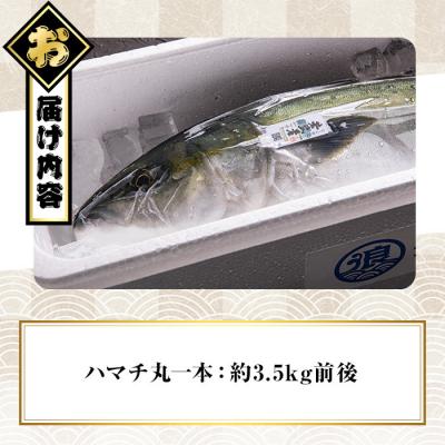 ふるさと納税 佐伯市 豊後ハマチ 若武者(丸一本) |  | 01