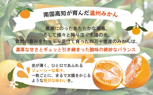 【早期受付・数量限定】農家直送!四万十みかん《おふくろさん》3kg 家庭用 予約 早期受付 数量限定 家庭用 旬 温州 温州みかん みかん 蜜柑 ミカン フルーツ 果物 くだもの 四万十市 四万十 し