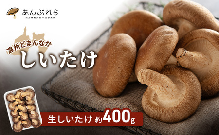 生しいたけ 遠州どまんなか 国産 椎茸 生しいたけ【約400g】