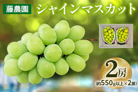 シャインマスカット 2房 (約550g以上×2房)糖度18度以上｜つがる市産 種なし ぶどう フルーツ 果物 贈答 青森 つがる市 藤農園 2026年産 令和8年農福連携 [0965]