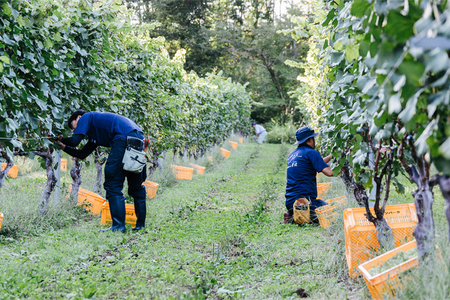 紫波 辛口ワイン 2本セット ロゴ入りワイングラス入り (AL075) ワイン 2本セット 辛口 赤 白 国産ワイン グラス入り