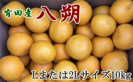 【手選果】有田産の八朔10kg（Lまたは2Lサイズいずれかお届け）＜2024年1月下旬頃～2月下旬頃に順次発送＞【tec846】