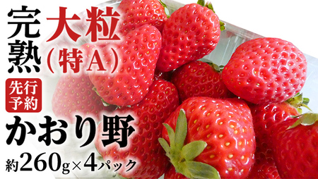 【 2026年1月上旬発送開始 】 完熟 かおり野 260g×4P 国産 いちご イチゴ 苺 果物 フルーツ 茨城県産 KEK [BC032sa]