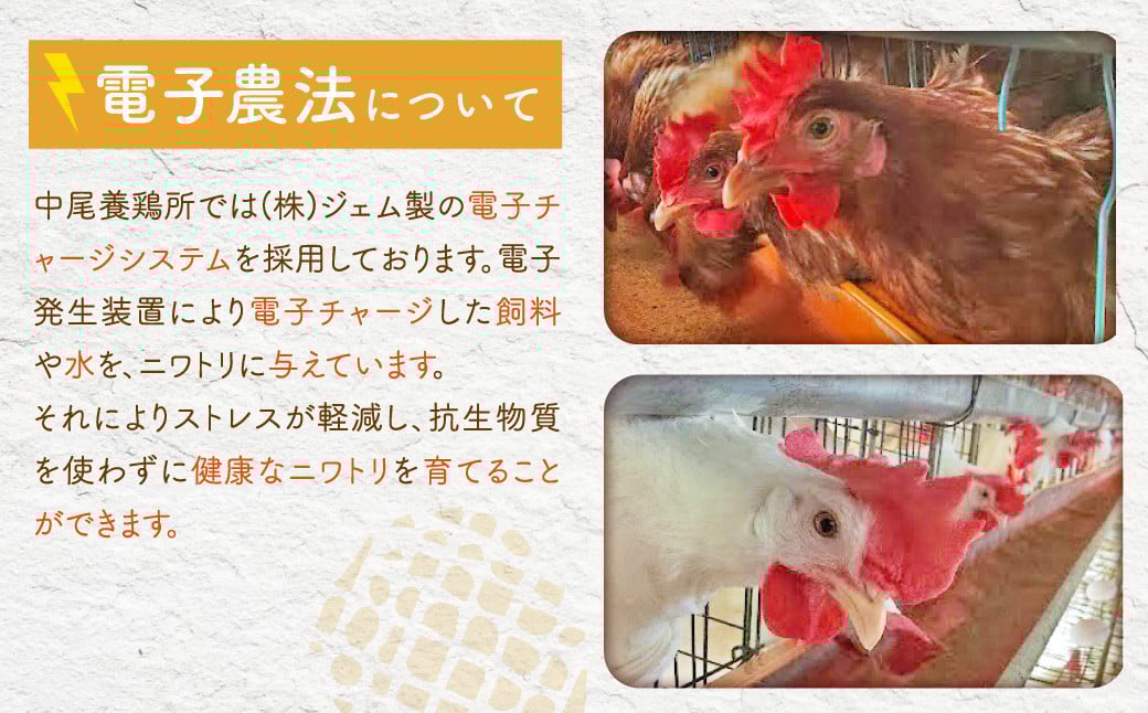 【2026年1月発送】電子たまご（白玉） 30個 卵 たまご 白玉 ZS-534-1