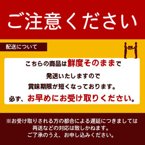 オリーブアワビ約500g(5個入り前後)×2