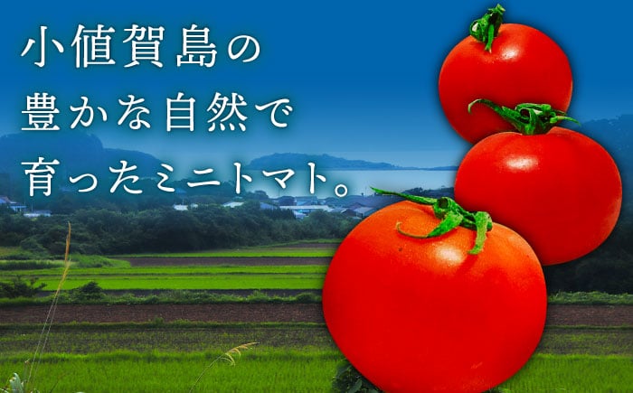 松本さんの極上ミニトマト 約1kg