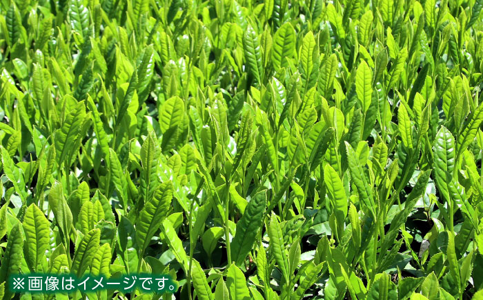 【全3回定期便】【農林水産大臣賞受賞】下田茶園 お茶の詰め合わせ 4点セット 釜炒り茶 粉末茶 独自製法 化粧箱入り お茶 詰め合わせ 贈答用 ギフト【一般社団法人 山都町観光協会】[YAB038]
