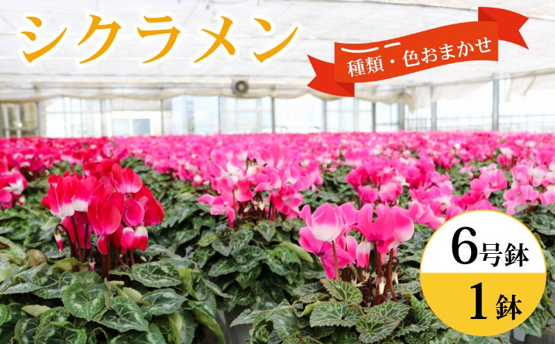 
            シクラメン 6号鉢 約18cm 生産者 良い株選別 色・種類 お任せ お花 鉢 鉢植え ギフト 冬の花 大きい 贈物 贈り物 クリスマス プレゼント 可愛い 贈答用 赤 ピンク 紫 白 フリンジ咲 大輪 小輪  丈夫 生産者直送 ハウス直送 ハート型葉 耐寒性 6寸鉢 送料無料 ふるさと納税 ふるさと納税花 ふるさと納税鉢植え 千葉県 銚子市 木村園芸 【11月下旬～12月上旬頃発送予定】
          