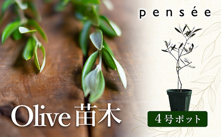 オリーブ苗木 観葉植物 4号ポット 小豆島 オリーブ苗木【1本】