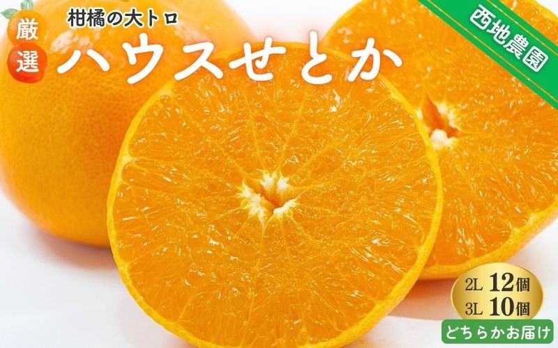 みかん せとか 【先行予約】2L 12個/3L 10個 西地農園のハウスせとか【2027年2月中旬より順次発送】 / 手選別 せとか ハウスせとか 2L 3L みかん ミカン 蜜柑 柑橘 果物 くだもの フルーツ 産地直送【mnd003B】