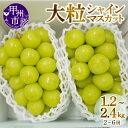 【ふるさと納税】 シャインマスカット 選べる容量 約1.2kg 約2.4kg 2～6房 山梨 甲州市産 期間限定 8月 9月 10月 発送 2025年発送 人気 厳選 大粒 フルーツ ぶどう 葡萄 果実 くだもの マスカット 社員マスカット (MG)