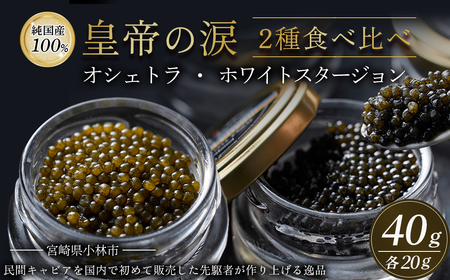 皇帝の涙2種食べ比べ（オシェトラ・ホワイトスタージョン）国産チョウザメキャビア