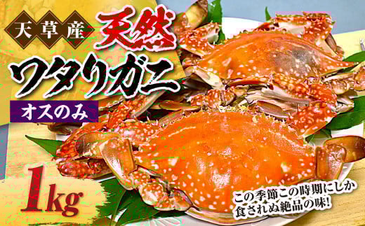 天草産 天然ワタリガニ オスのみ 1kg 3～6杯 ワタリガニ 渡り蟹 蟹 かに カニ 冷凍 熊本県 上天草市
