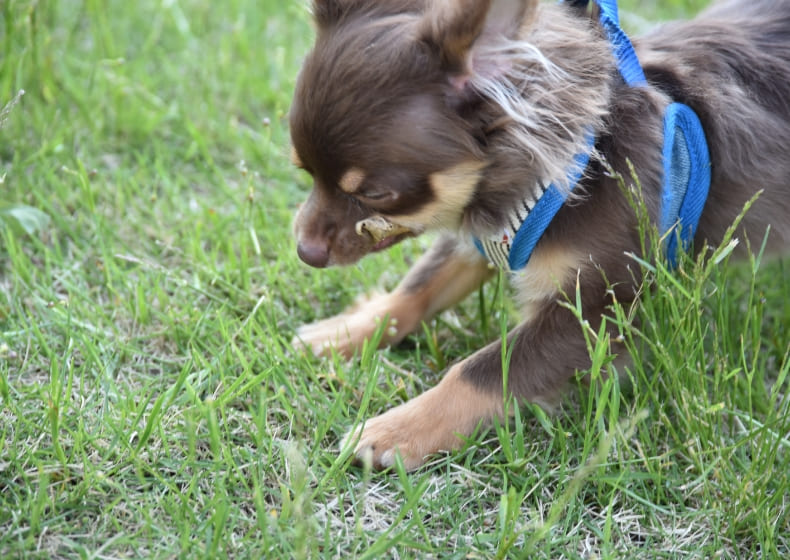 奈良県曽爾村ツーセブンのドッグラン貸切利用券 (20頭まで) /// ドッグラン チケット 貸切 貸し切り