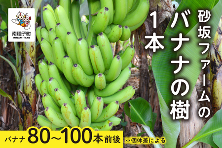 砂坂ファームのバナナの樹1本（８０本~１００本：個体差により異なります）【南種子町観光物産館 トンミー市場】