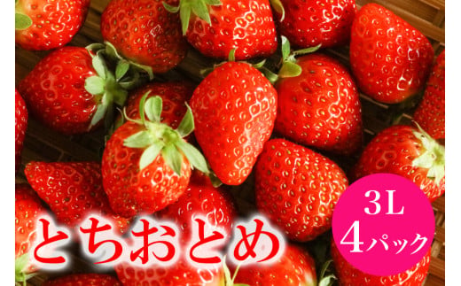 「朝採り新鮮いちご」 とちおとめ 3L いちご イチゴ 苺 4p 4パック 国産 果物 フルーツ くだもの 1月 2月 3月 発送 冬 旬 産地直送 農家直送 産直 甘い デザート スイーツ 家庭用 